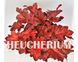 Гейхера "Червоний Назавжди", Heuchera Forever Red яскраво-червона сонцестійка, Контейнер С1.5 (XL)